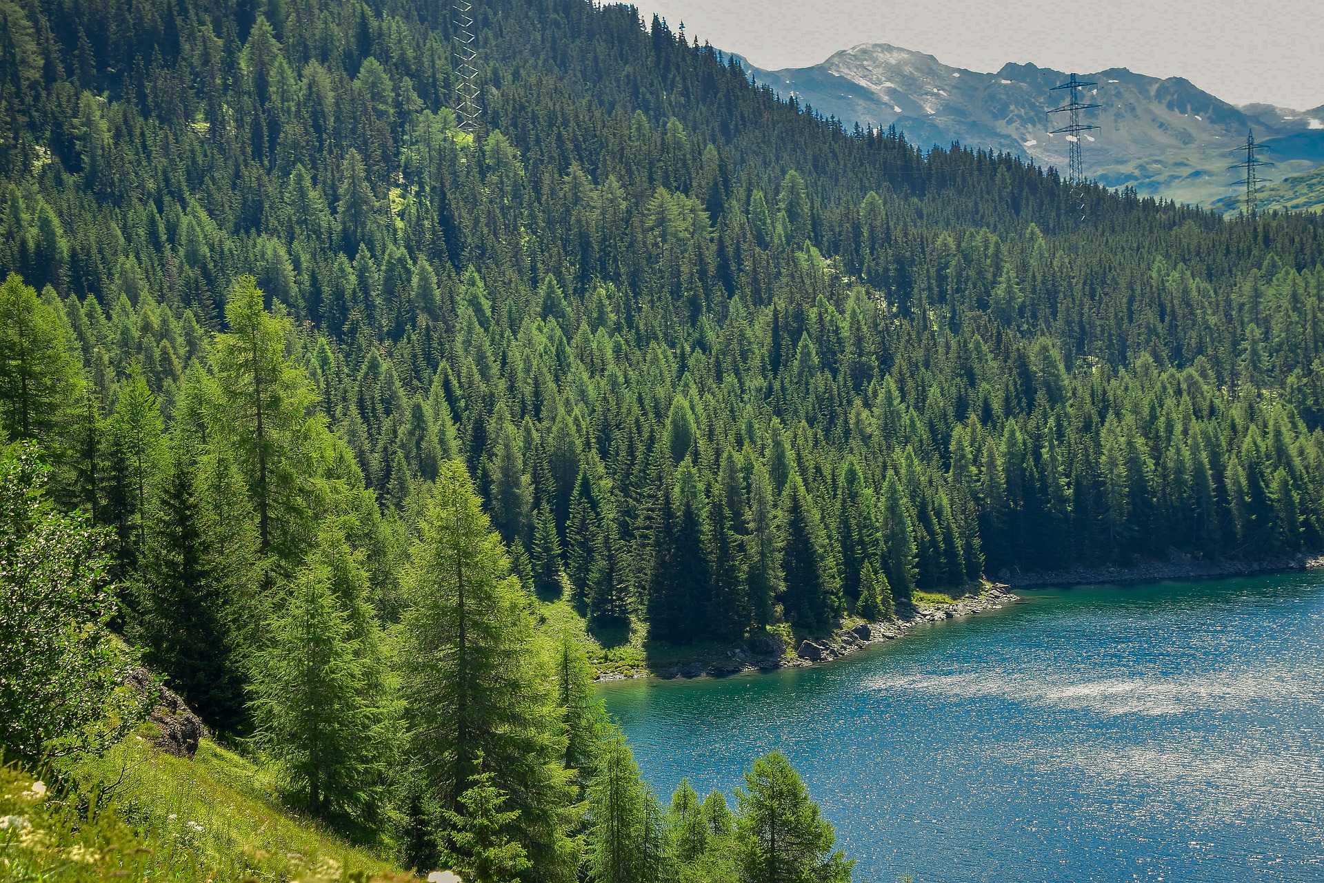 Tall green trees in a dense forest landscape