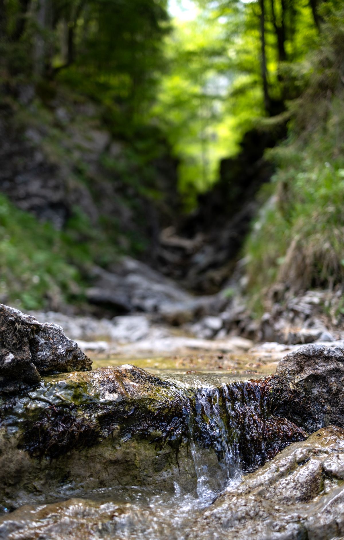 Rivers and streams in Dehradun district flowing through forest